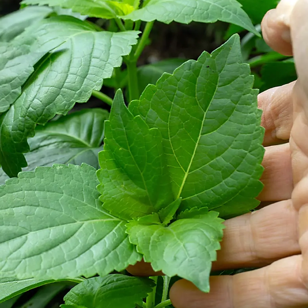 Afrikanisches Baumbasilikum