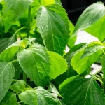 Afrikanisches Baumbasilikum Samen, Tulsi Vana – Bild 2