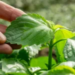 Afrikanisches Baumbasilikum Samen, Tulsi Vana – Bild 3