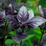 Basilikum 'Dark Opal' Samen