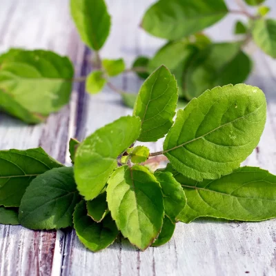 Tulsi Basilikum Holy Red