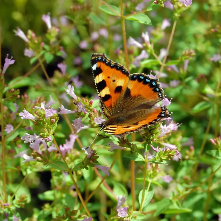 Schweizer Oregano Schmetterling