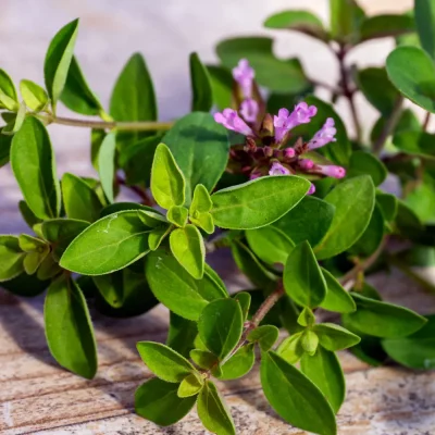 Oregano