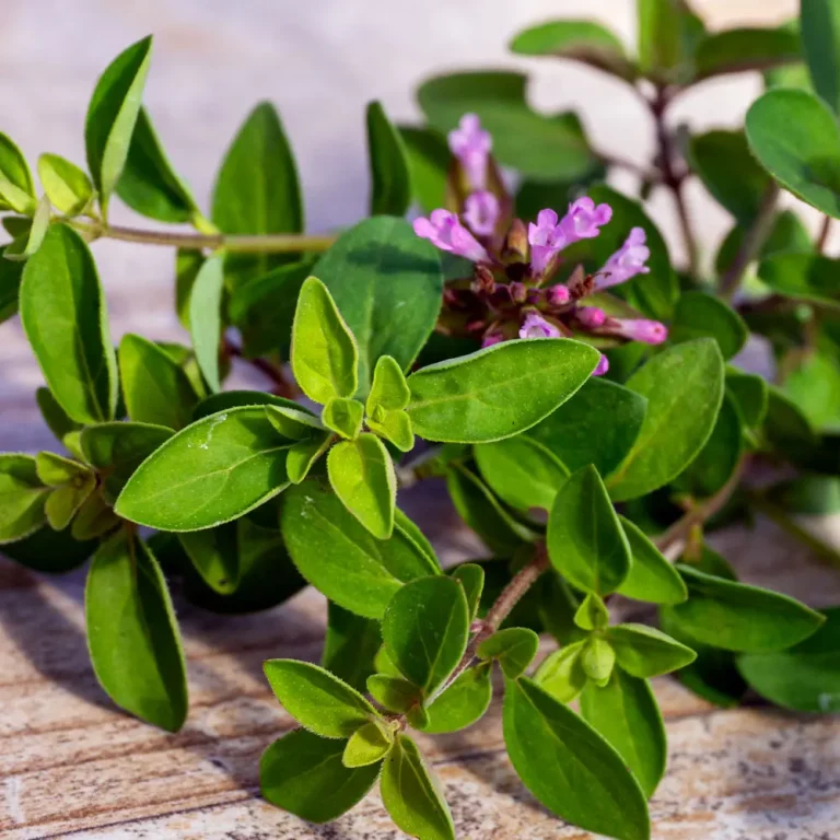 Oregano