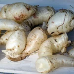 Glücksklee-Rübchen Pflanze – Bild 2
