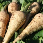 Pastinake 'White Gem' Samen – Bild 2