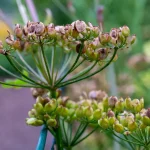 Pastinake Samenstände