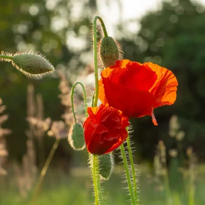 Klatschmohn