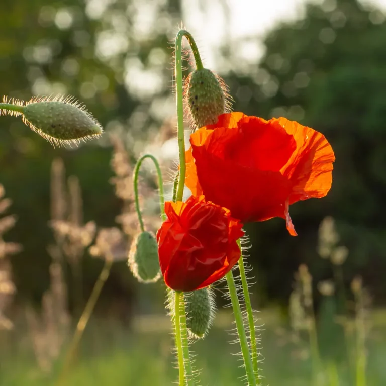 Klatschmohn