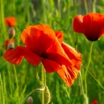 Klatschmohn Samen – Bild 2