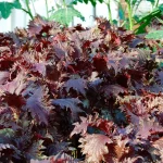Perilla, rot Samen – Bild 3