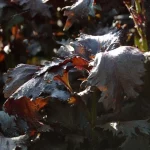 Perilla, rot Samen – Bild 2