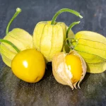 Andenbeere