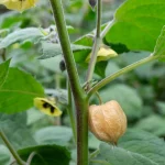 Andenbeere Samen – Bild 2