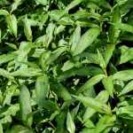 Vietnamesischer Koriander Pflanze – Bild 2