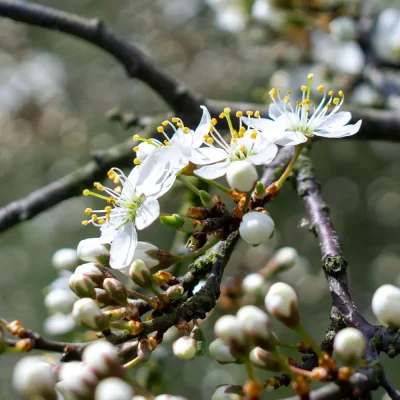 Schlehe Blüten