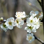 Haferschlehe Pflanze – Bild 3