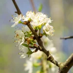 Haferschlehe Pflanze – Bild 5