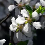 Japanische Mandelkirsche Pflanze – Bild 2