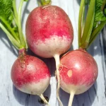 Radieschen 'Rundes halbrot-halbweiß' Samen – Bild 2