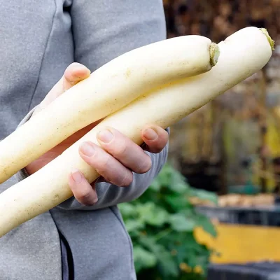 Daikon Minowase