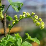 Weiße Johannisbeere 'Weiße Versailler' Pflanze – Bild 3