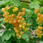 Johannisbeee Weisser Versailler Früchte