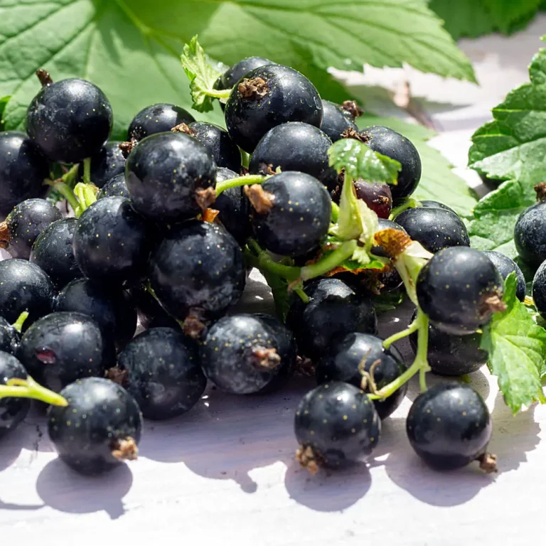 Schwarze Johannisbeere Otello Früchte