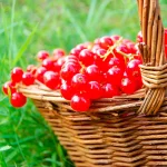 Joahnnisbeere Jonkher van Tets Früchte
