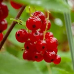 Rote Johannisbeere 'Jonkheer van Tets' Pflanze – Bild 2