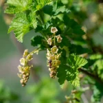 Rote Johannisbeere 'Jonkheer van Tets' Pflanze – Bild 3