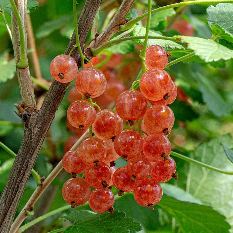 Johannisbeere Rosa Kärnten