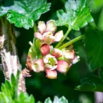 Jostabeere Pflanze – Bild 2