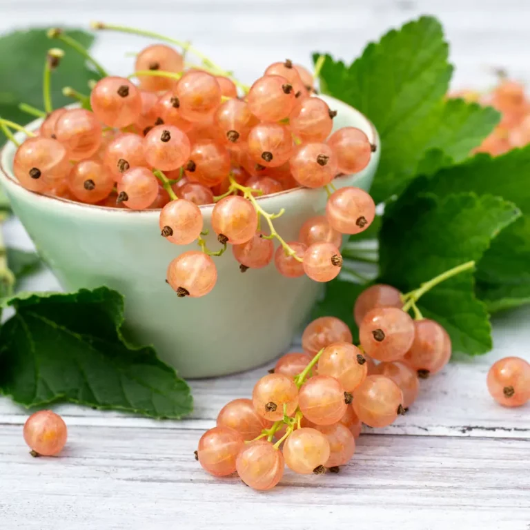 Johannisbeere Rose de Champagne Früchte