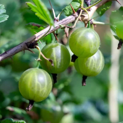 Stachelbeere Grüne Kugel Früchte
