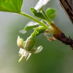 Wilde Stachelbeere Pflanze – Bild 3