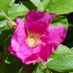Apfelrose