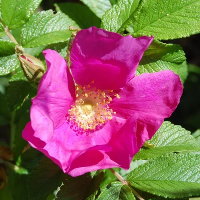 Apfelrose