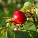 Apfelrose Pflanze – Bild 2