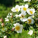 Bibernellrose Pflanze