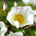 Bibernellrose Pflanze – Bild 3