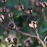 Weinraute Pflanze – Bild 3