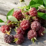 schottische Himbeere Früchte