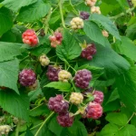 Schottische Himbeere 'Glen Coe' Pflanze – Bild 2
