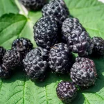 Schwarze Himbeere Früchte