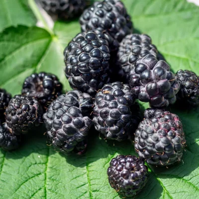 Schwarze Himbeere Früchte