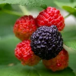 Schwarze Himbeere 'Black Jewel' Pflanze – Bild 2