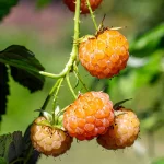 Gelbe Himbeere 'Golden Everest' Pflanze – Bild 2