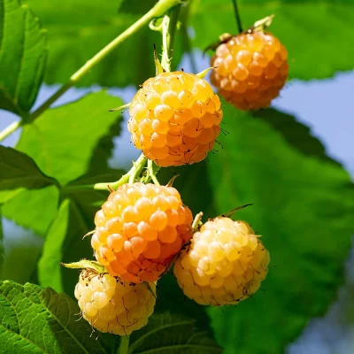 Gelbe Himbeere Früchte