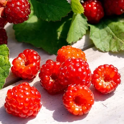 Dorman Red Früchte